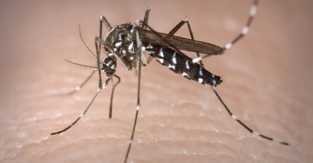 Mosquito Aedes aegypti