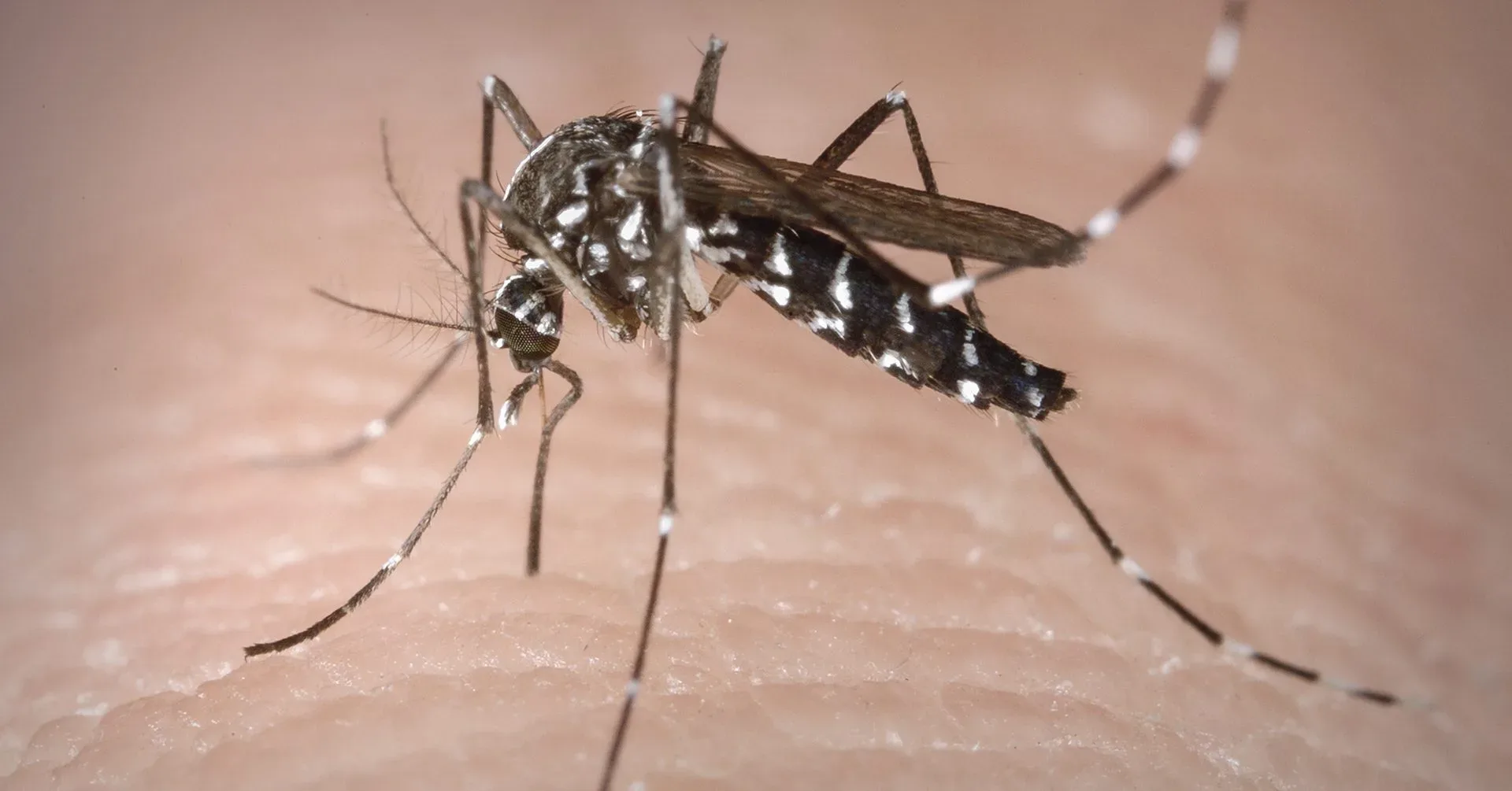 Mosquito Aedes aegypti