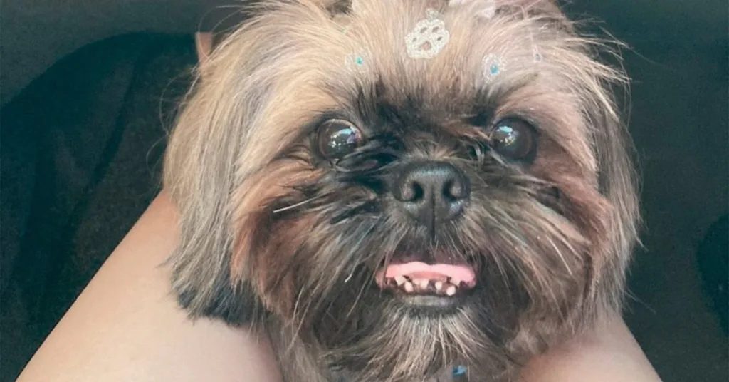 Cachorro pintado com tinta de cabelo como disfarce